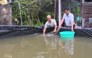 Hậu Giang: Nuôi loài cá được ví như "sâm nước", đừng hỏi tại sao lão nông này giàu đến thế