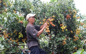 Sầu riêng, chôm chôm vào vụ, nông dân kêu bán trọn vườn, thương lái vẫn lắc đầu vì ngại điều này