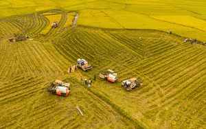 Đây là cánh đồng lúa vàng ươm nhìn đã mê ở Yên Bái