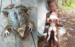 Dân làng hoảng hồn phát hiện con ếch khổng lồ to bằng người chưa từng có