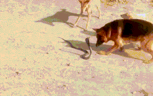 Clip: Tử chiến 3 chú chó nhà, rắn hổ mang nhận kết cục thảm khốc