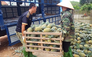 Lạng Sơn đề nghị công chức hỗ trợ tiêu thụ nông sản, tối thiểu 5kg/người