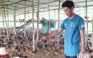Ninh Thuận: Giá cám công nghiệp "nhảy" như giá vàng, nông dân thà "bấm bụng" bỏ chuồng hoang