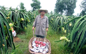 “Cảm hứng” làm giàu trên vùng đất nông thôn mới Sài thành: Trồng rau &quot;hoàng đế&quot;, thanh long kiểu độc lạ