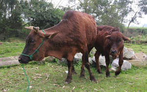 Hà Giang: Xuất hiện 62 ổ dịch bệnh viêm da nổi cục trên đàn gia súc