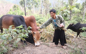 Sơn La: Lão nông miền biên viễn giáp Lào “giấu” tiền tỷ ở trong rừng