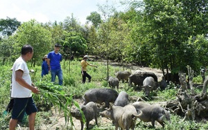 Bắc Kạn: Nuôi lợn rừng thả rông trong vườn rậm, cho ăn toàn thứ rẻ tiền, nhiều người đến xem thấy bất ngờ