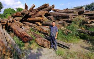 Bình Phước: Xác minh vụ phá rừng và để hơn 8.000m3 gỗ “tự mục tại hiện trường”