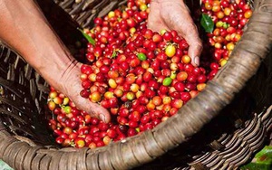 Australia giảm mạnh nhập khẩu cà phê của Việt Nam
