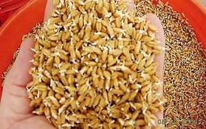 Hà Nội: Ngang nhiên bán giống lúa "lạ" của Giáo sư chưa được cấp phép cho dân sản xuất nhưng không bị... xử lý