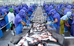 Chỉ một động thái của Mỹ, EU, xuất khẩu loại thủy sản này của Việt Nam phục hồi, thu ngay 3,27 tỷ USD