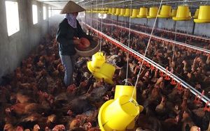 Hà Nội: Giá gia cầm tăng, thương lái chợ đầu mối nói lý do này khiến các chủ trại chăn nuôi gà, vịt...mừng