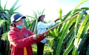 Bình Thuận: Xuất khẩu thanh long vẫn khả quan giữa mùa Covid-19