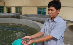 Đây là loại cá mú bán đắt tiền mà nông dân tỉnh Ninh Thuận nuôi có thể làm giàu được