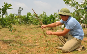 Thái Nguyên: Nông dân phường này trồng cây gì để đào củ bán mà cứ 1ha cho thu nhập gần 1 tỷ?