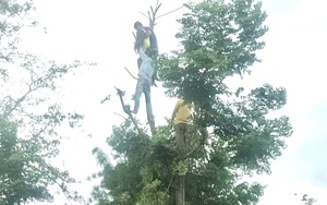 Đắk Lắk: Người phụ nữ bị tai nạn điện giật khi đang hái lá cây 