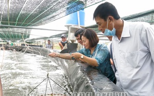 Sóc Trăng: Một doanh nghiệp nuôi tôm công nghệ cao bắt bán gần 2.000 tấn tôm trong 6 tháng đầu năm 2021