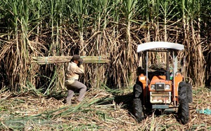 Đà Nẵng: Khó khăn đầu ra cho cây mía, nông dân huyện Hòa Vang "đứng ngồi không yên"