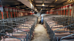 Giá lợn hơi chỉ 40.000 đồng/kg, người chăn nuôi Trung Quốc khốn đốn