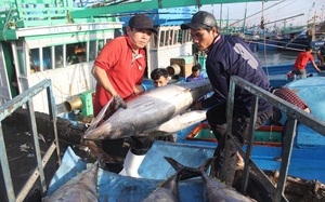 Gỡ thẻ vàng IUU: Ghi nhật ký khai thác chứ không phải vào bờ rồi mới chép... hồi ký