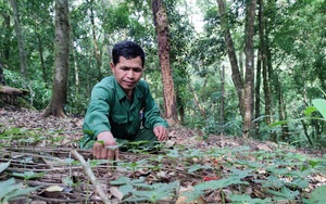 Kon Tum: Một ngôi làng nghèo bỗng dưng có nhiều tỷ phú nhờ trồng loài cây "báu vật" này