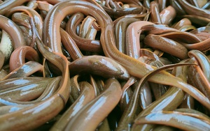 TP HCM: Nuôi lươn không bùn công nghệ cao dày đặc, cứ 1m2 bể có thể bắt bán được nửa tạ lươn thịt