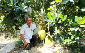 An Giang: Mang tiếng làm biếng đi trồng mít Thái ra toàn trái to bự, ai ngờ hái đến đâu thương lái mua hết sạch