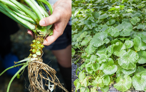 Trang trại trồng loại cây gia vị màu xanh lè có vị cay xộc đặc trưng, giá tới 3,6 triệu/kg không có mà bán