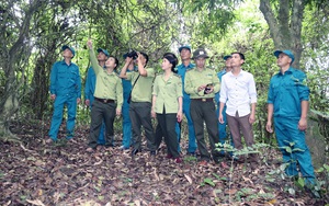 Phù Yên làm tốt công tác quản lý, bảo vệ rừng