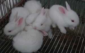 Bí quyết làm chuồng thỏ của triệu phú nuôi thỏ vùng Đan Phượng 
