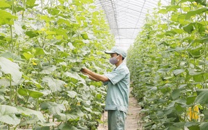 Hà Nội “siết” an toàn thực phẩm trong nông nghiệp