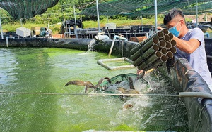 Tây Ninh: Nuôi loài cá ví như &quot;nhân sâm nước&quot; trong bể nổi khổng lồ, ông nông dân này bắt bán hàng tấn