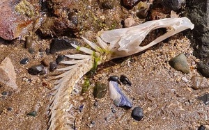Bộ xương của sinh vật bí ẩn trôi dạt vào bờ biển Vương quốc Anh