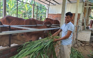 Quảng Nam: Trồng cỏ nuôi bò 3B nhốt chuồng, con nào cũng to bự béo tốt, 9X có của ăn của để