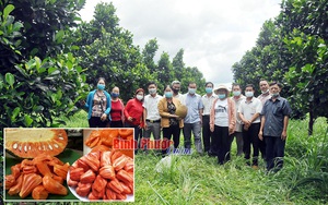 Bình Phước: Vùng đất dân trồng 1.000ha mít đỏ, mỗi trái nặng 15-25kg, nông dân bán giá cao