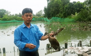 Sóc Trăng: Hợp tác xã đưa vịt trời vào mâm cỗ nhà hàng, bất ngờ "cháy hàng", không đủ bán