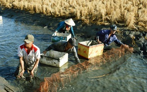 Xây dựng hệ thống lương thực thực phẩm Việt Nam minh bạch, trách nhiệm, bền vững