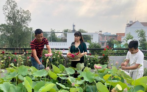 Ngỡ ngàng hồ sen ngát hương quanh năm trên sân thượng của gia đình Sài Gòn