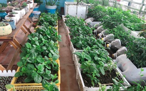 Độc đáo vườn rau sạch trồng trên đồ bỏ đi của gia đình ở Bắc Ninh