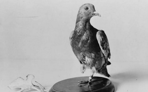 200 lính Mỹ thoát chết trong Thế chiến I nhờ... 1 con chim bồ câu