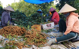 Tây Ninh: Dịch giã liên miên, trái cây đặc sản cũng ế ẩm, trái chín rục bán trầy bán trật