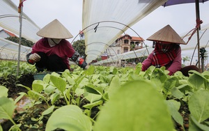 Hà Nội: Không để đứt gãy chuỗi cung ứng nông sản phục vụ người dân trong bối cảnh dịch Covid-19