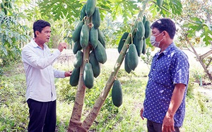 Chuyện lạ Hậu Giang: &quot;Bắt&quot; cây đu đủ đẻ nhiều thân, sinh nhiều trái, ngắm thích mắt, hái mỏi tay