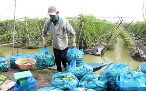 Hậu Giang: Rau xanh, trái cây, tôm, cá "muốn ra chợ" lắm, nhưng tài xế sợ bị lây Covid-19 nên không dám chở