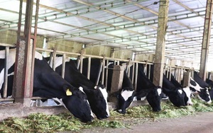 Cần Thơ: Doanh nghiệp "cầu cứu", mong được hỗ trợ duy trì trang trại bò sữa 500 con vì sữa không bán được