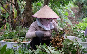 Bà Rịa-Vũng Tàu: 1.400 tấn nhãn xuồng cơm vàng treo trên cây chưa ai mua, nông dân lo mất trắng