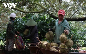 Siết chặt lao động ngoại tỉnh tới Đắk Lắk khi vào mùa của loại quả "hái ra tiền"