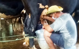 Sóc Trăng: Hàng ngàn lít sữa bò không thể đưa đi tiêu thụ phải đổ bỏ, nông dân khẩn cấp xin "luồng xanh"