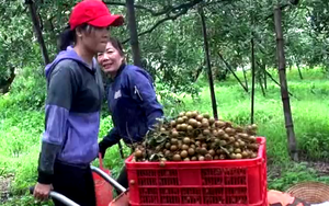 Bà Rịa – Vũng Tàu: Loại trái cây đặc sản trước muốn ăn phải săn lùng, nay giá rẻ như cho