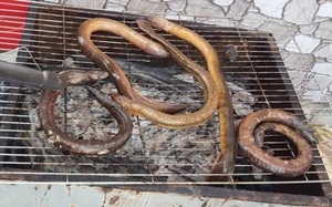 Giống lươn nhưng không phải là lươn, con đặc sản U Minh to hơn ngón tay cái này đem nướng ăn ngon tuyệt đỉnh